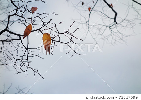 Autumn sky and dead leaves 72517599