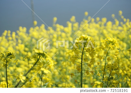 Rape blossoms 72518191