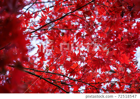 Maple colored in bright red Maple colored in bright red 72518547