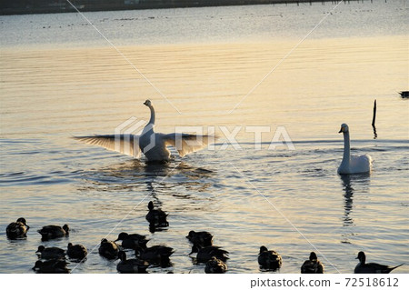 Swan village in the early morning of December, Itako City, Ibaraki Prefecture Swan gathering on the shore of Lake Kitaura 72518612