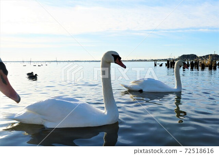 Swan village in the early morning of December, Itako City, Ibaraki Prefecture Swan gathering on the shore of Lake Kitaura 72518616
