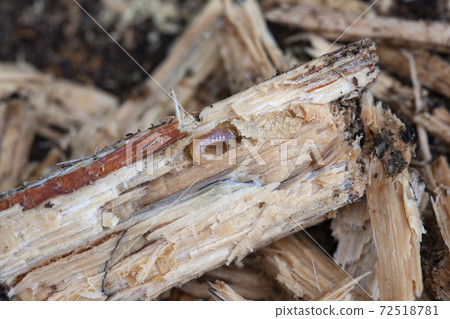 Saw lark of larch Saw lark of larch 72518781