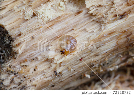 Saw lark of larch Saw lark of larch 72518782