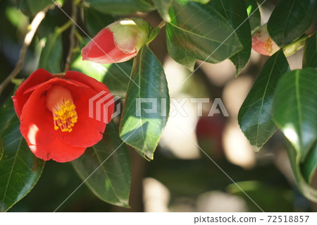 Camellia Camellia 72518857