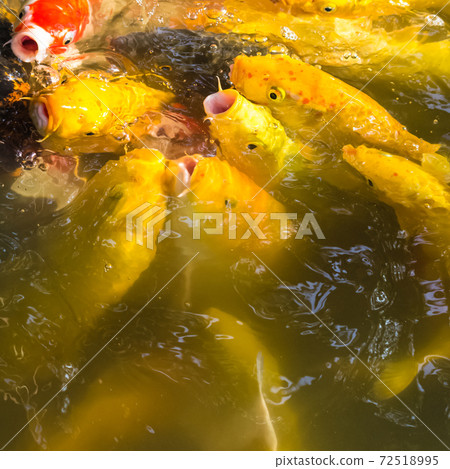 Flock of Koi Carps in a pond Flock of Koi Carps in a pond 72518995