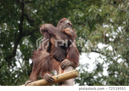 Looking into the distance ... Looking into the distance ... 72519501