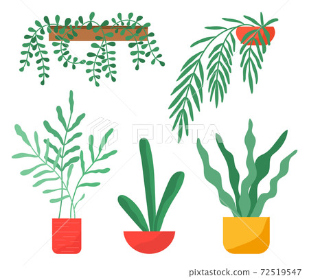 Houseplants collection, green plants in pots, set of decorative greenery with long leaves, domestic Houseplants collection, green plants in pots, set of decorative greenery with long leaves, domestic 72519547