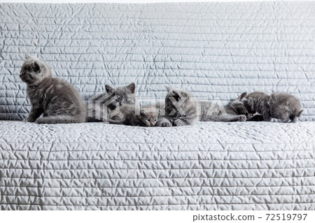 Many funny scottish fold kittens spend time together Many funny scottish fold kittens spend time together 72519797