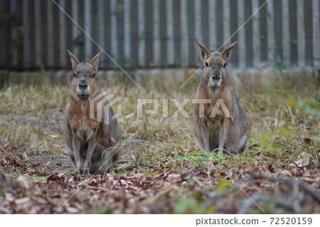 你在哪裡看 72520159