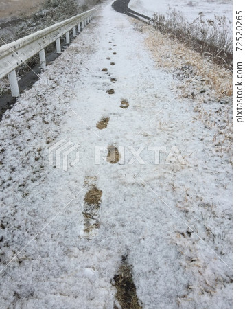 Footprints of snow-A trail remains on any road- Footprints of snow-A trail remains on any road- 72520265