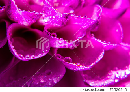Super macro water drops on the pink dahlia flower 72520343