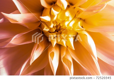 Yellow and pink dahlia flower heart macro 72520345