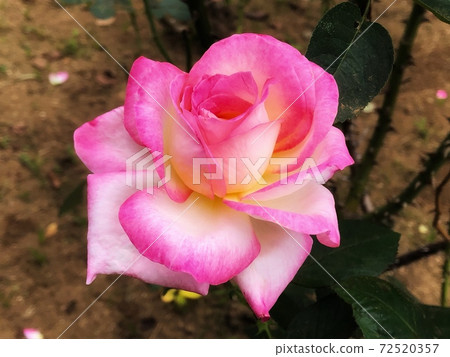 Spring landscape with a single pink California dreaming rose in bloom Spring landscape with a single pink California dreaming rose in bloom 72520357