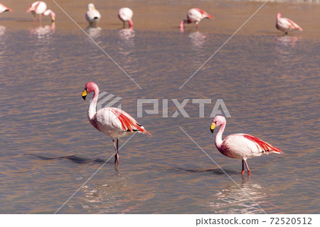 Flamingos on lake in Andes, the southern part of Bolivia 72520512