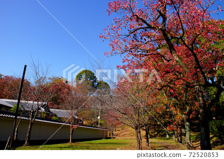 Kumamoto Castle: Cherry Baba "Shirosaien" colored with yellow leaves of ginkgo Kumamoto Castle: Cherry Baba "Shirosaien" colored with yellow leaves of ginkgo 72520853