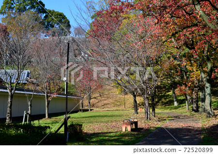 熊本城：銀杏黃葉色的櫻桃巴巴“ Shirosaien” 72520899