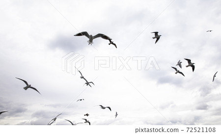 Seagulls flying in the sky Seagulls flying in the sky 72521108