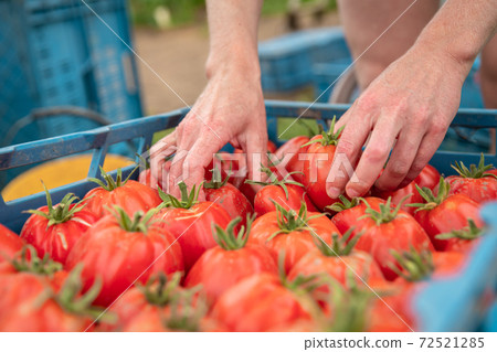 sorted tomatoes in the carrier before delivery to the markets sorted tomatoes in the carrier before delivery to the markets 72521285