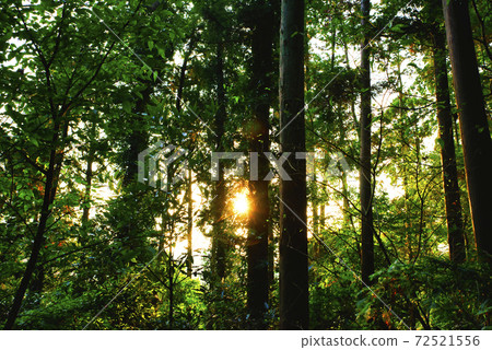 森林浴神奈川縣六國三山森林公園 照片素材 圖片 圖庫 森林浴神奈川縣六國三山森林公園 照片素材 圖片 圖庫