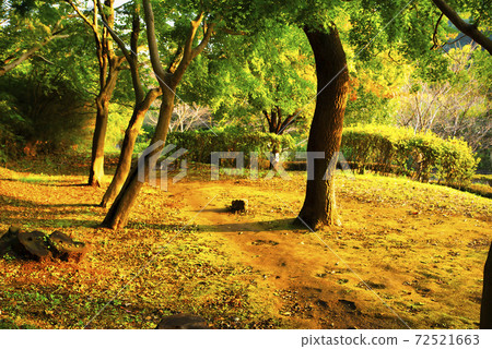 Rokukuni Miyama Forest Park, Kanagawa Prefecture Rokukuni Miyama Forest Park, Kanagawa Prefecture 72521663