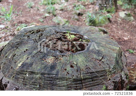 Plant ecology seen from various angles Plant ecology seen from various angles 72521836