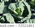 Sweet and soft cabbage from Miura Peninsula, early spring cabbage limited to winter to spring 72521861
