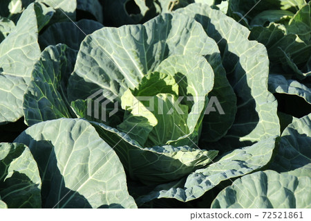 Sweet and soft cabbage from Miura Peninsula, early spring cabbage limited to winter to spring 72521861