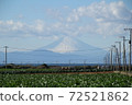 Radish field, Sagami Bay, and Mt. Fuji wearing a cloud hat 72521862