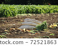 Miura radish, a traditional Japanese vegetable piled up in the field 72521863