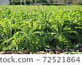 Blue-necked radish growing vigorously and lively 72521864