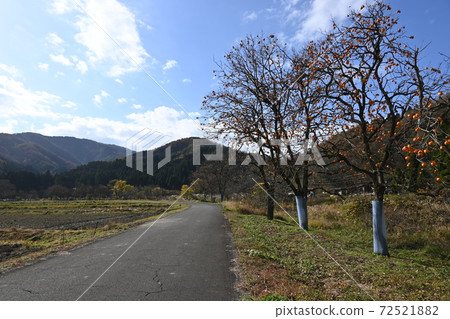 Autumn leaves in Imajo, Fukui Prefecture, persimmon trees on the roadside and persimmons that grow on the ground Autumn leaves in Imajo, Fukui Prefecture, persimmon trees on the roadside and persimmons that grow on the ground 72521882