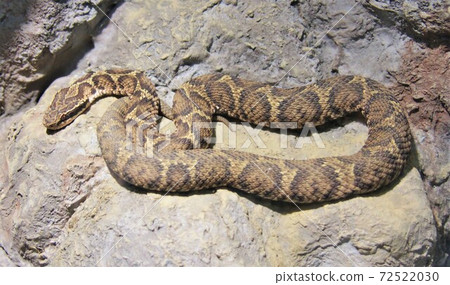 Japanese caddy horn 72522030