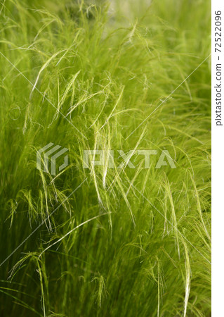 Pony tails grass Pony tails grass 72522096