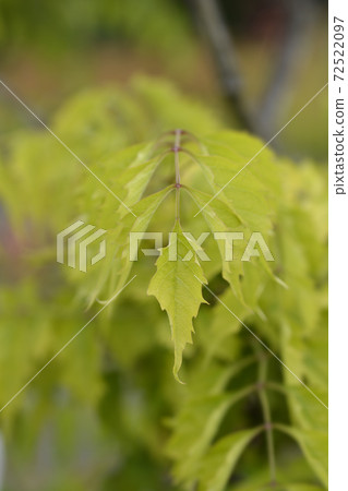 Trumpet creeper Madame Galen Trumpet creeper Madame Galen 72522097