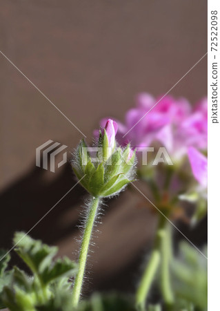Sweet-scented geranium 72522098