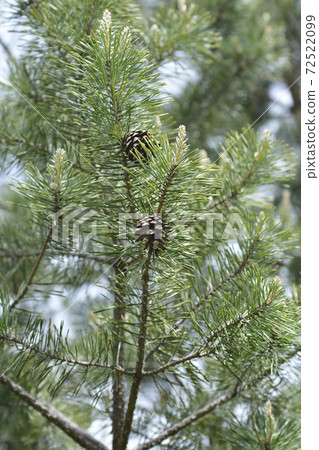 Eastern white pine 72522099