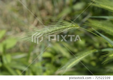 Wall barley Wall barley 72522109