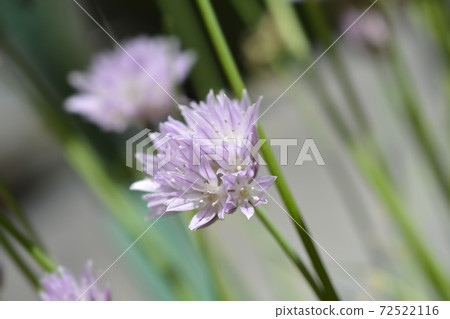 Chives flower Chives flower 72522116