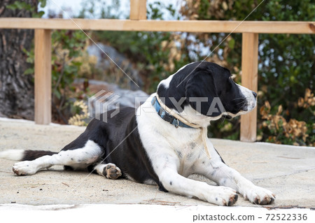 A dog lying on the street A dog lying on the street 72522336