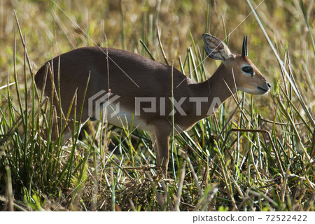 Steenbok, South Africa Steenbok, South Africa 72522422