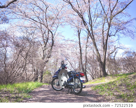 Sakura's original Super Cub Sakura's original Super Cub 72522519