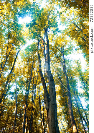 A forest in Chisinau, Moldova A forest in Chisinau, Moldova 72522853