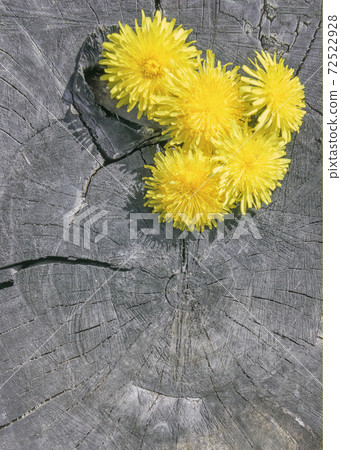 Yellow Flowers On The Old Gray Wooden Background 72522928