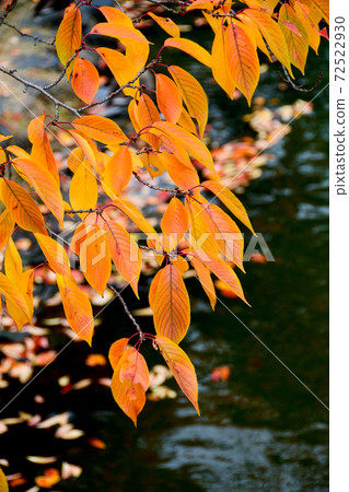 秋天的櫻花葉 72522930