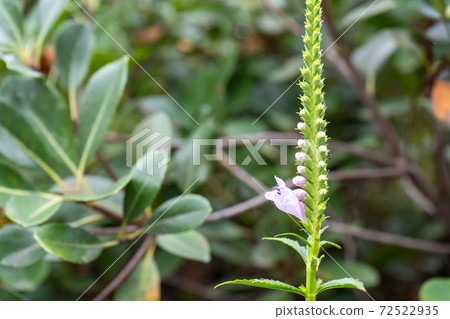Flower tiger tail blooming on the roadside (Hanatranoo) (also known as Kakutranoo, Physostegia) Flower tiger tail blooming on the roadside (Hanatranoo) (also known as Kakutranoo, Physostegia) 72522935