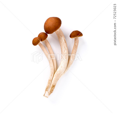 Yanagi-matsutake mushroom on white background Yanagi-matsutake mushroom on white background 72523023