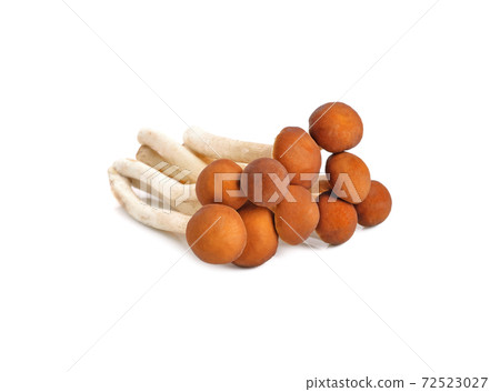 Yanagi-matsutake mushroom on white background Yanagi-matsutake mushroom on white background 72523027