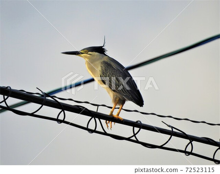 Sasagoi棲息在電線上的晨光 竹草中的第五名 照片素材 圖片 圖庫