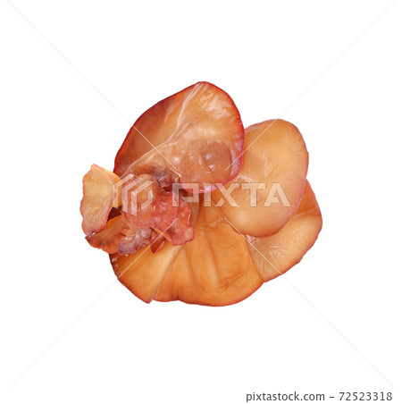 ear mushroom on white background 72523318