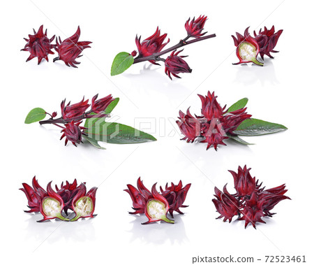 Roselle hibiscus on white background. Roselle hibiscus on white background. 72523461
